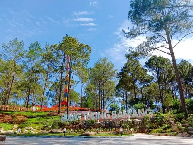 Rừng Thông Bản Áng Mộc Châu: Điểm Đến Xanh Mát Không Thể Bỏ Lỡ Rừng Thông Bản Áng Mộc Châu: Điểm Đến Xanh Mát Không Thể Bỏ Lỡ