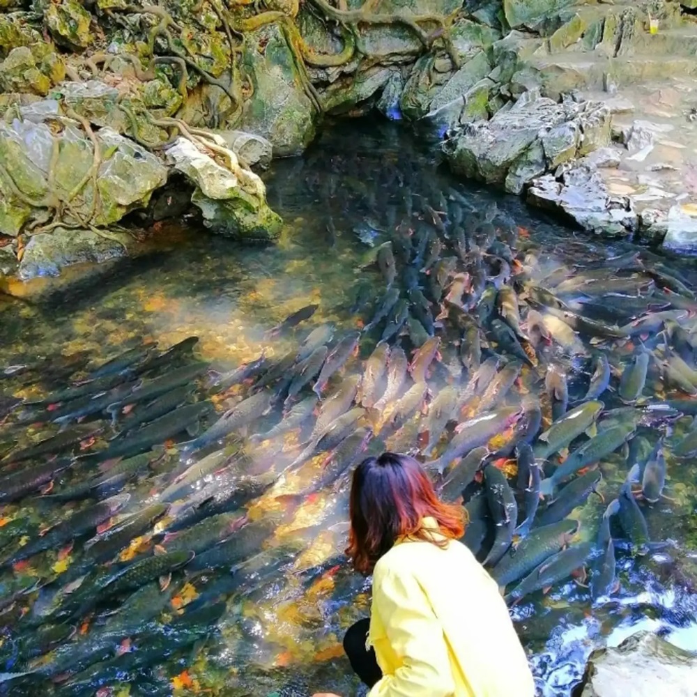 suối cá thần ở thanh hóa - Hình 2