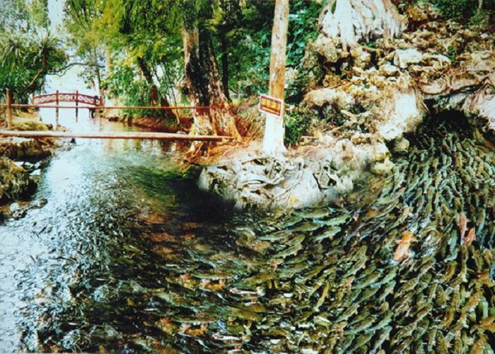 suối cá thần ở thanh hóa