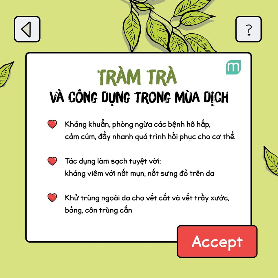 tác dụng của tinh dầu tràm trà - Hình 2