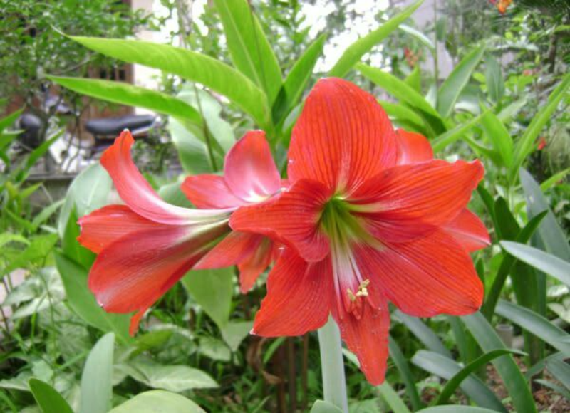 tát nhật lãng là hoa gì - Hình 2