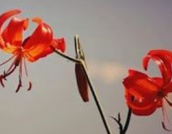 tát nhật lãng là hoa gì
