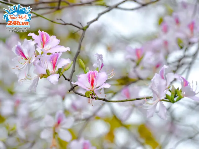 Tháng 3 Là Mùa Hoa Gì? Tổng Hợp 10 Loài Hoa Đẹp Nhất