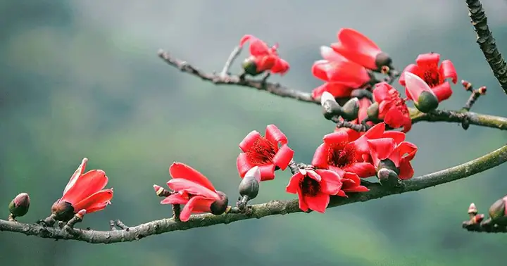 Tháng 3 Là Mùa Hoa Gì? Tổng Hợp 10 Loài Hoa Đẹp Nhất