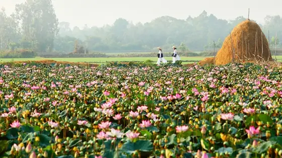 Tháp Mười Đồng Tháp: Khám Phá Vùng Sen Hồng Đáng Trải Nghiệm Nhất Tháp Mười Đồng Tháp: Khám Phá Vùng Sen Hồng Đáng Trải Nghiệm Nhất