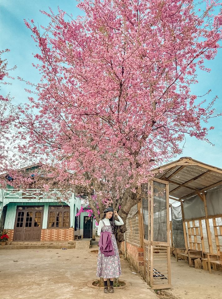 thời tiết đà lạt tháng 1 - Hình 3