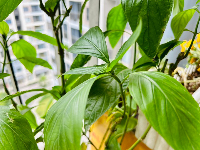 uống nước la cẩm có tác dụng gì - Hình 2