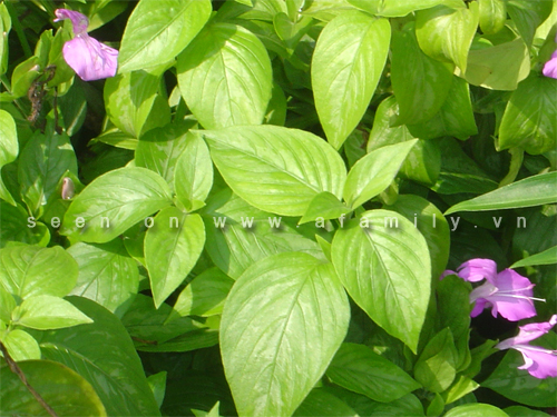 uống nước la cẩm có tác dụng gì