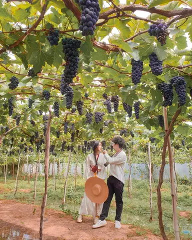 Khám Phá Vườn Nho Ba Mọi Ninh Thuận: Hướng Dẫn Chi Tiết Cho Du Khách