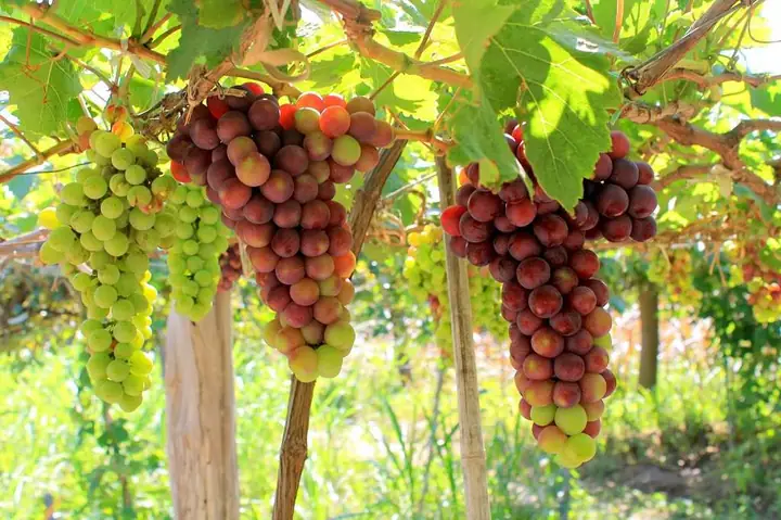 Khám Phá Vườn Nho Ba Mọi Ninh Thuận: Hướng Dẫn Chi Tiết Cho Du Khách