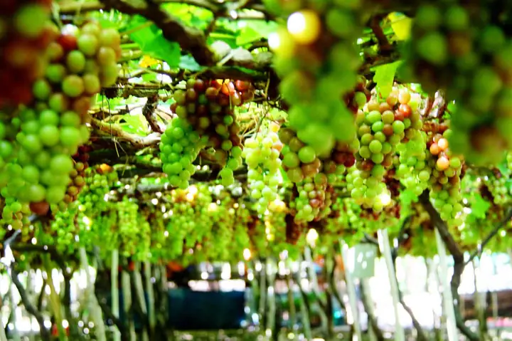 Khám Phá Vườn Nho Ba Mọi Ninh Thuận: Hướng Dẫn Chi Tiết Cho Du Khách