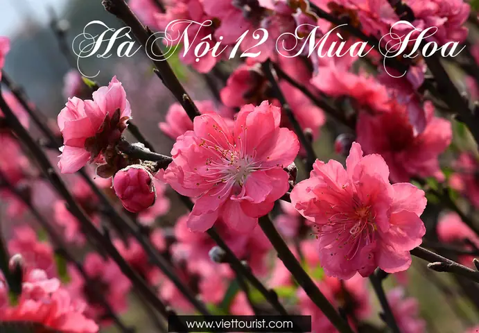 Hà Nội 12 Mùa Hoa: Vẻ Đẹp Từng Tháng