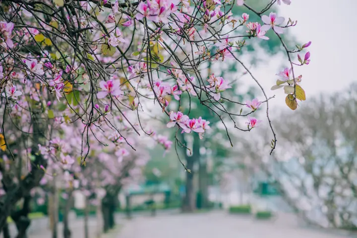 Hà Nội 12 Mùa Hoa: Vẻ Đẹp Từng Tháng