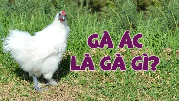 Arigato Nghĩa Là Gì? Cách Nói Cảm Ơn Chuẩn Nhật Arigato Nghĩa Là Gì? Cách Nói Cảm Ơn Chuẩn Nhật