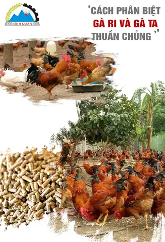 Arigato Nghĩa Là Gì? Cách Nói Cảm Ơn Chuẩn Nhật Arigato Nghĩa Là Gì? Cách Nói Cảm Ơn Chuẩn Nhật