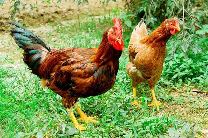 Đặc Sản Bắc Giang: Cẩm Nang 10 Món Ăn & Trái Cây Đặc Trưng