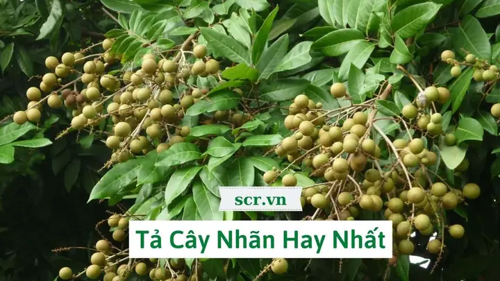 Cẩm Nang Thưởng Thức Măng Cụt: Đặc Sản Đồng Bằng Sông Cửu Long Ngọt Thanh, Mát Rượi