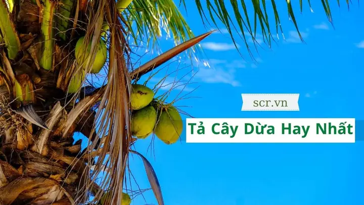 Cẩm Nang Thưởng Thức Măng Cụt: Đặc Sản Đồng Bằng Sông Cửu Long Ngọt Thanh, Mát Rượi