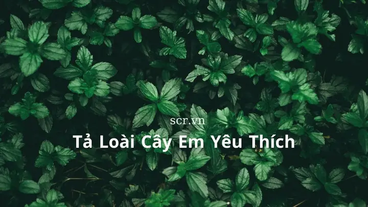 Cẩm Nang Thưởng Thức Măng Cụt: Đặc Sản Đồng Bằng Sông Cửu Long Ngọt Thanh, Mát Rượi
