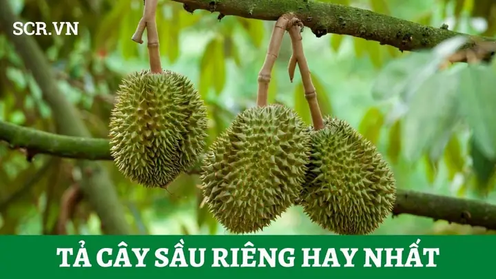 Cẩm Nang Thưởng Thức Măng Cụt: Đặc Sản Đồng Bằng Sông Cửu Long Ngọt Thanh, Mát Rượi