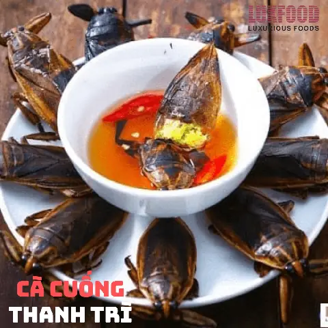 Top 5 Quán Bánh Cuốn Cà Cuống Thanh Trì Ngon Nhất Top 5 Quán Bánh Cuốn Cà Cuống Thanh Trì Ngon Nhất