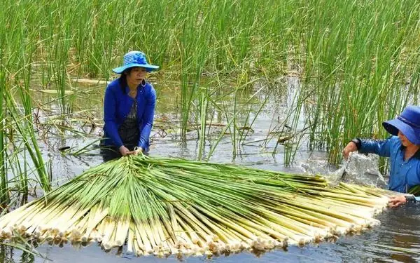 Bồn Bồn Tươi Làm Món Gì Ngon? 10 Công Thức Đơn Giản Tại Nhà Bồn Bồn Tươi Làm Món Gì Ngon? 10 Công Thức Đơn Giản Tại Nhà