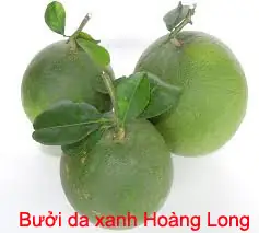 Bưởi Da Xanh Bến Tre: Đặc Sản Đất Kinh Kỳ Và Hành Trình Vươn Ra Thế Giới Bưởi Da Xanh Bến Tre: Đặc Sản Đất Kinh Kỳ Và Hành Trình Vươn Ra Thế Giới