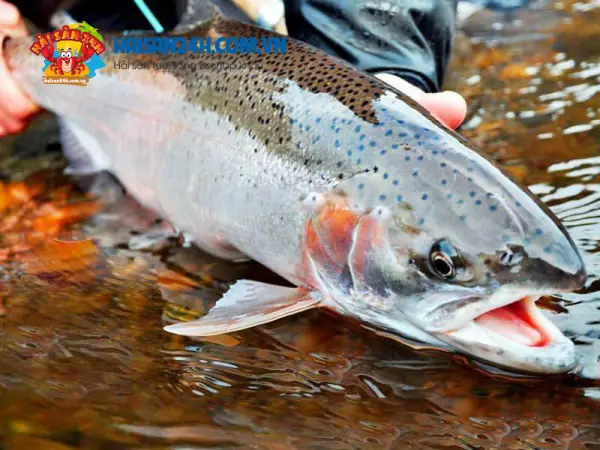 Cá Hồi Sapa Sống Ở Đâu? Tổng Từ Nguồn Gốc Đến Trải Nghiệm Thực Tế