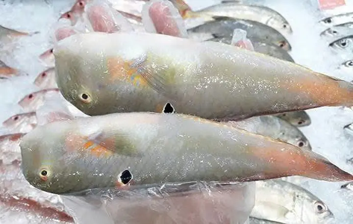 Cá Mó Và Cá Lưỡi Trâu: So Sánh Chi Tiết Để Lựa Chọn Thông Minh