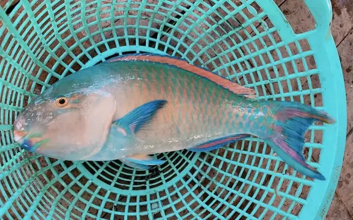 Cá Mó Và Cá Lưỡi Trâu: So Sánh Chi Tiết Để Lựa Chọn Thông Minh