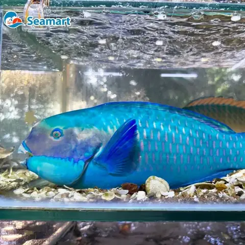 Đánh Giá Chi Tiết Giá Cá Mó Xanh: Cách Mua Tươi Ngon, Giá Tốt & Món Ăn "đỉnh Cao" Khi Du Lịch Biển