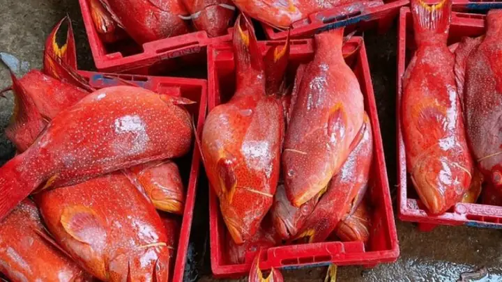 Giá Cá Mú Đỏ 1kg, Nơi Mua Uy Tín Và Cách Chọn Đúng