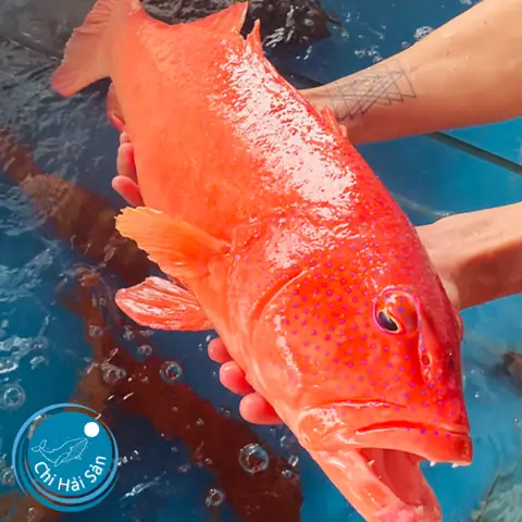 Giá Cá Mú Đỏ 1kg, Nơi Mua Uy Tín Và Cách Chọn Đúng