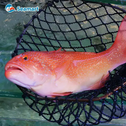 Giá Cá Mú Đỏ 1kg, Nơi Mua Uy Tín Và Cách Chọn Đúng
