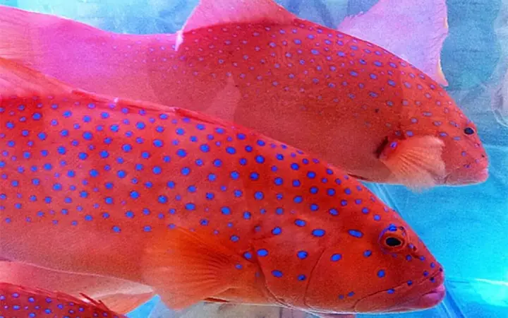 Giá Cá Mú Đỏ 1kg, Nơi Mua Uy Tín Và Cách Chọn Đúng