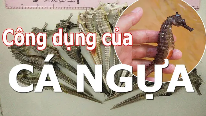 Cá Ngựa Có Tác Dụng Gì? Du Lịch Khám Phá Sinh Vật Biển Độc Đáo
