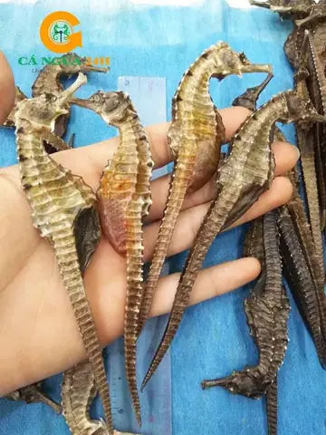 Cá Ngựa Có Tác Dụng Gì? Du Lịch Khám Phá Sinh Vật Biển Độc Đáo
