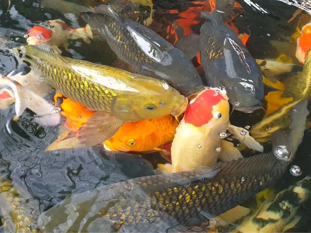 Cà Phê Cá Koi Cà Mau: Tất Cả Những Bạn Cần Biết