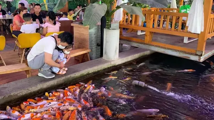 Cà Phê Cá Koi Cà Mau: Tất Cả Những Bạn Cần Biết