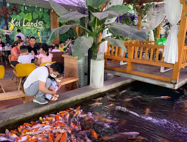 Cà Phê Cá Koi Ở Đâu? Hướng Dẫn Địa Điểm & Mẹo Tìm Kiếm