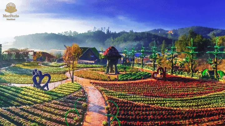 Làng Hoa Đà Lạt: Cẩm Nang Khám Phá Thiên Đường Hoa Tuyệt Đẹp