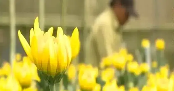 Làng Hoa Đà Lạt: Cẩm Nang Khám Phá Thiên Đường Hoa Tuyệt Đẹp Làng Hoa Đà Lạt: Cẩm Nang Khám Phá Thiên Đường Hoa Tuyệt Đẹp