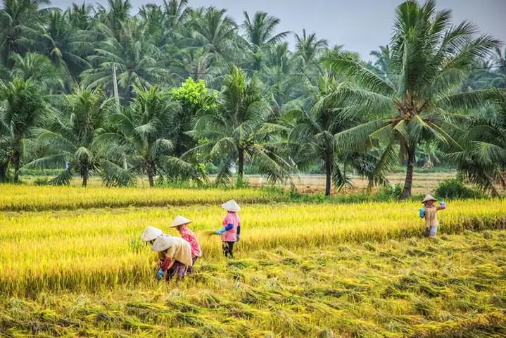 Khám Phá Các Làng Nghề Truyền Thống Ở Bến Tre: Hành Trình Tìm Về Bản Sắc Miền Tây Khám Phá Các Làng Nghề Truyền Thống Ở Bến Tre: Hành Trình Tìm Về Bản Sắc Miền Tây