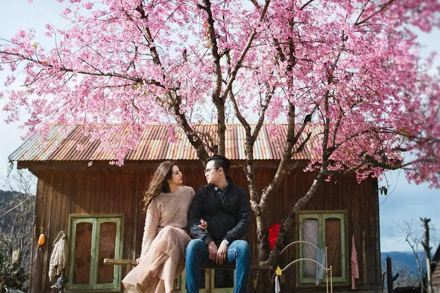 Cẩm Nang Các Loài Hoa Đà Lạt: Lịch Nở, Địa Điểm Ngắm Và Ý Nghĩa Văn Hóa
