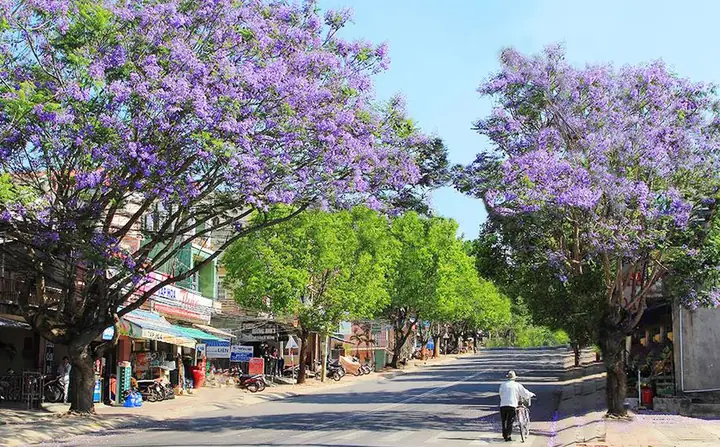Cẩm Nang Các Loài Hoa Đà Lạt: Lịch Nở, Địa Điểm Ngắm Và Ý Nghĩa Văn Hóa