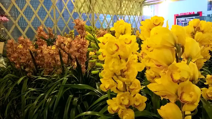Cẩm Nang Các Loài Hoa Đà Lạt: Lịch Nở, Địa Điểm Ngắm Và Ý Nghĩa Văn Hóa