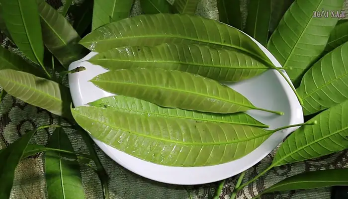 Các Loại Lá Rừng Ăn Được: Danh Sách Đầy Đủ Và Hướng Dẫn Chi Tiết Các Loại Lá Rừng Ăn Được: Danh Sách Đầy Đủ Và Hướng Dẫn Chi Tiết