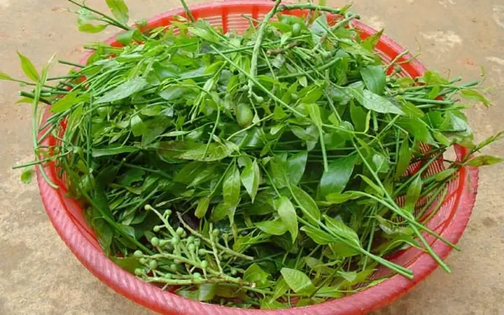 Các Loại Lá Rừng Ăn Được: Danh Sách Đầy Đủ Và Hướng Dẫn Chi Tiết