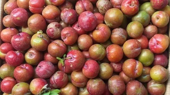Các Loại Mận Ở Miền Bắc: Danh Mục Đầy Đủ Và Đặc Trưng