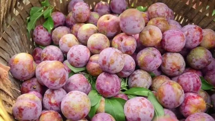 Các Loại Mận Ở Miền Bắc: Danh Mục Đầy Đủ Và Đặc Trưng